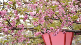 【経験談】カジュアル面談の準備とは?面接との違いも合わせて解説
